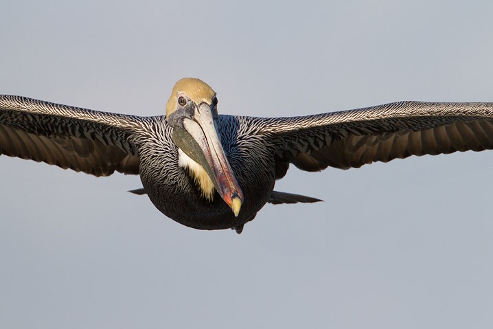 Brauner Pelikan Pelecanus occidentalis Brown Pelican